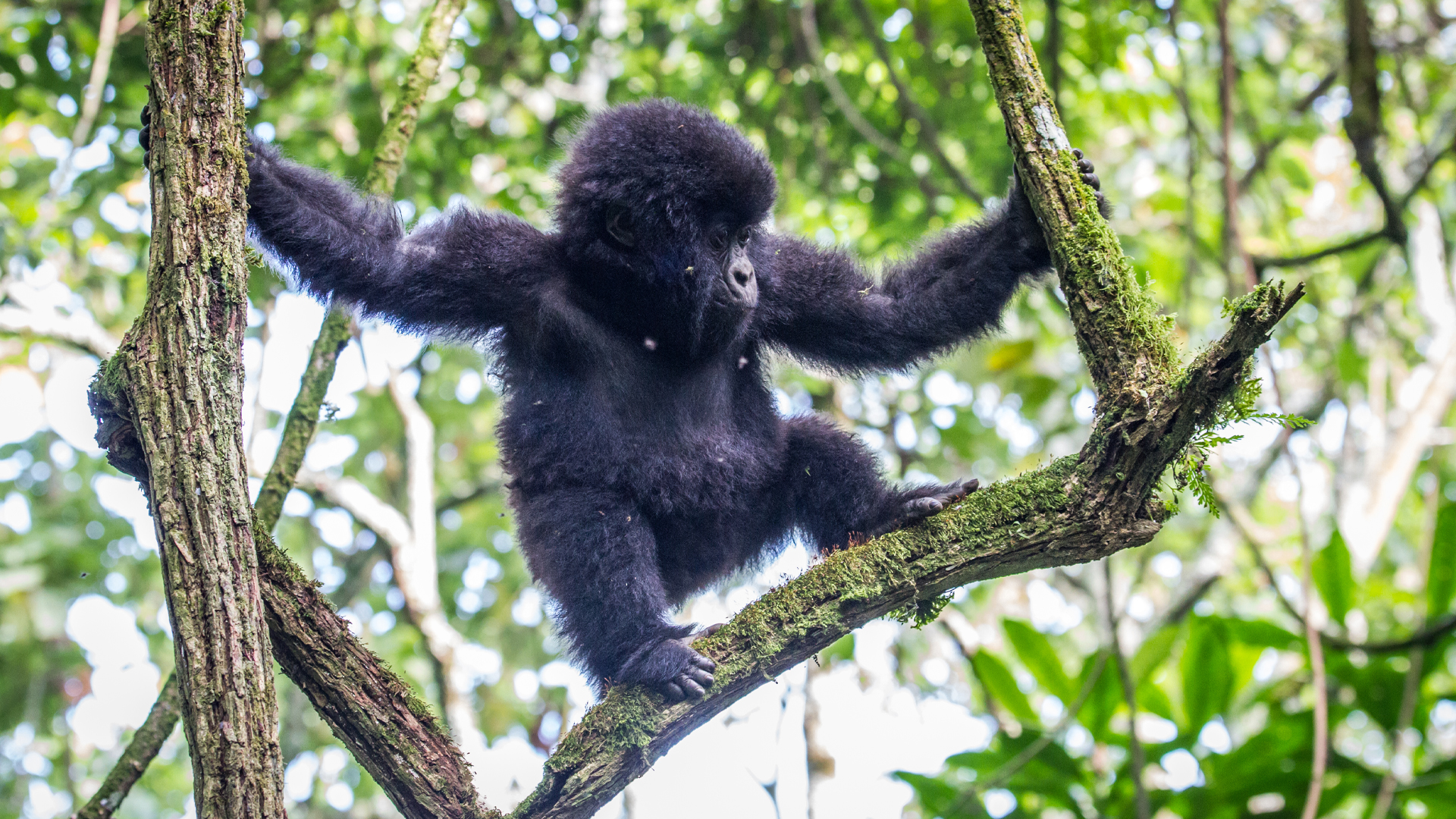Escape From Extinction: Rewilding